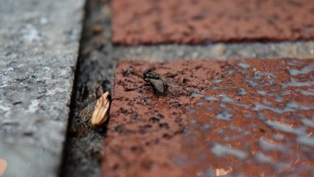 Fly stuck in a cup of iced coffee [04]