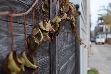 Leaves on a vine across a fence