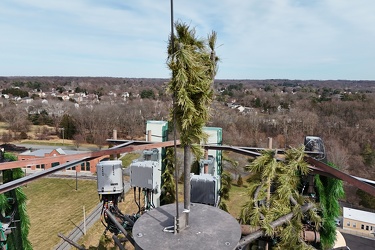 Monopine-style cell tower near National Capital Trolley Museum [05]