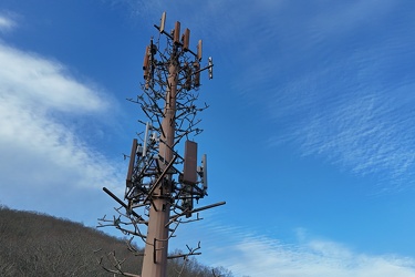 Monopine-style cell tower in Hot Springs, Virginia [03]