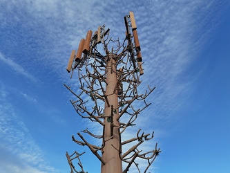 Monopine-style cell tower in Hot Springs, Virginia [04]