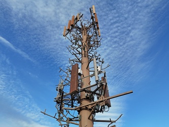 Monopine-style cell tower in Hot Springs, Virginia [05]