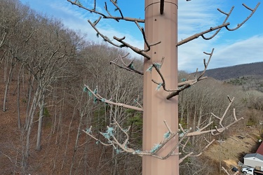 Monopine-style cell tower in Hot Springs, Virginia [06]