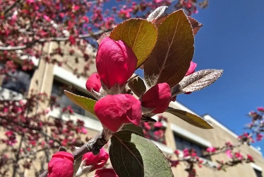 Tree in bloom at Greenbelt