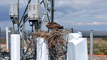 Osprey nesting on a cell tower