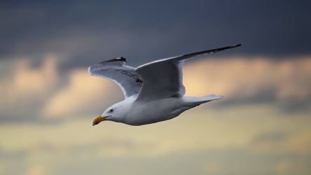 Sea gull over the Delaware Bay