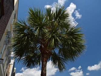 Palmetto in downtown Charleston