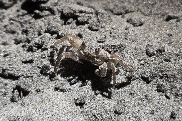 Sand bubbler crab at Folly Beach