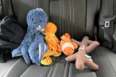 Critters in the car