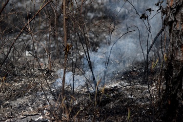 Controlled burn at Awendaw Savanna [09]