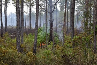 Controlled burn at Awendaw Savanna [10]