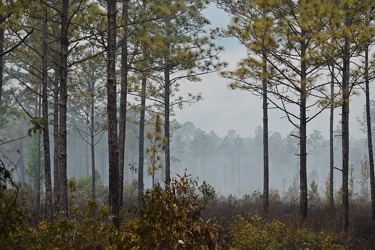 Controlled burn at Awendaw Savanna [11]