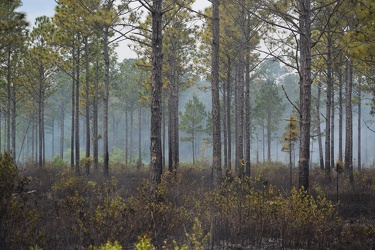 Controlled burn at Awendaw Savanna [12]