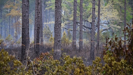 Controlled burn at Awendaw Savanna [13]