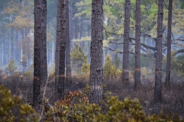 Controlled burn at Awendaw Savanna [14]