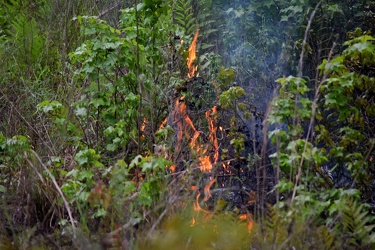 Controlled burn at Awendaw Savanna [15]