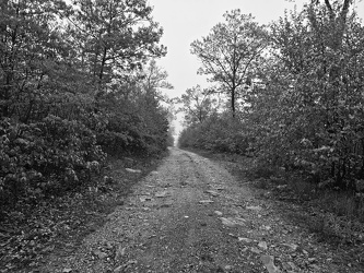 Gravel path in Michaux State Forest