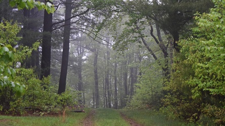 Path in Michaux State Forest