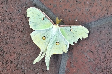 Luna moth at Greenbelt station